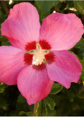 HIBISCUS syriacus WOODBRIDGE (Hibiscus, Althéa)