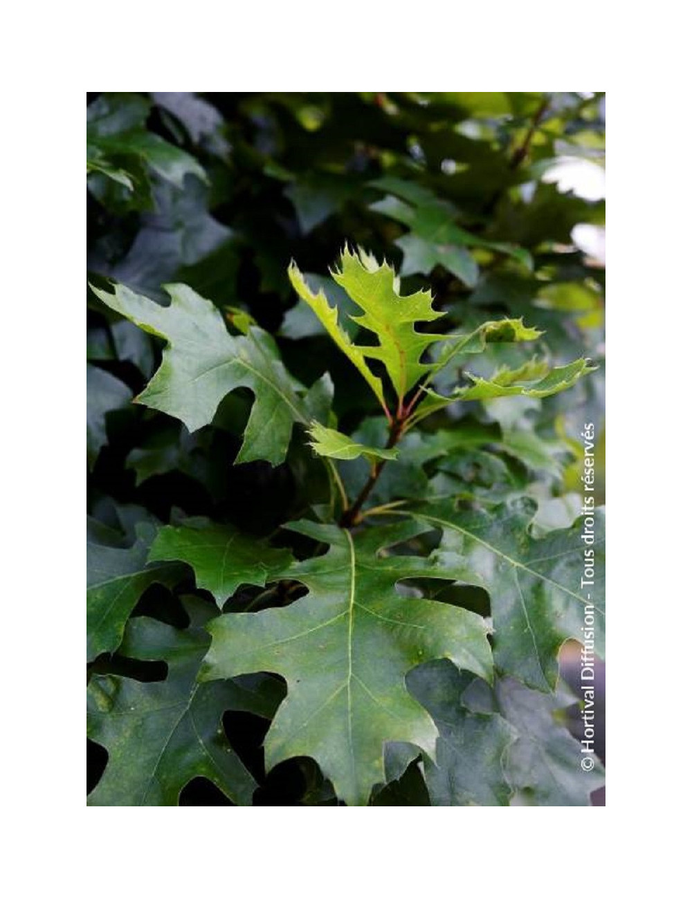 QUERCUS palustris GREEN DWARF (Chêne des marais Green Dwarf)
