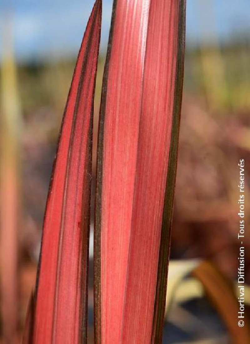 lin-de-nouvelle-zelande-rainbow-maiden-phormium-rainbow-maiden.jpg
