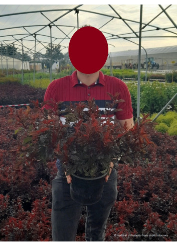 PHYSOCARPUS opulifolius ALL BLACK® (Physocarpus à feuilles d'Obier) En pot de 4-5 litres forme buisson
