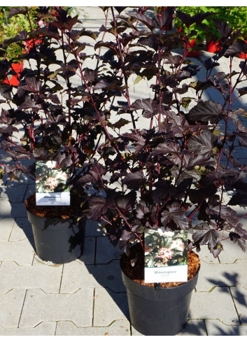 PHYSOCARPUS opulifolius DIABOLO® (Physocarpus à feuilles d'Obier) En pot de 4-5 litres forme buisson