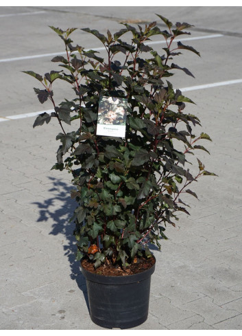 PHYSOCARPUS opulifolius DIABOLO® (Physocarpus à feuilles d'Obier) En pot de 10-12 litres forme buisson