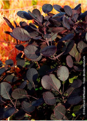 COTINUS coggygria LILLA cov (Arbre à perruque)