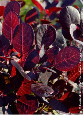 COTINUS coggygria LILLA cov (Arbre à perruque)