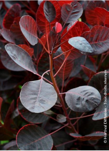 COTINUS coggygria LILLA cov (Arbre à perruque)