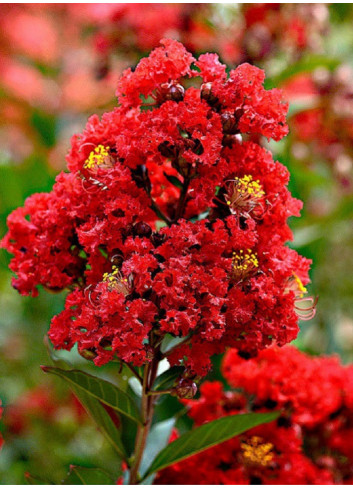 LAGERSTROEMIA ROUGE (Lilas des Indes)