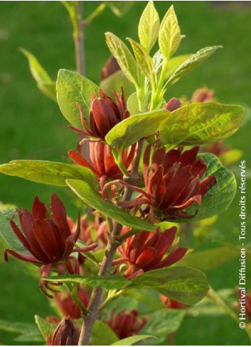 CALYCANTHUS floridus (Arbre aux anémones)