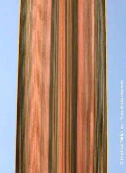 lin-de-nouvelle-zelande-pink-panther-phormium-pink-panther.jpg