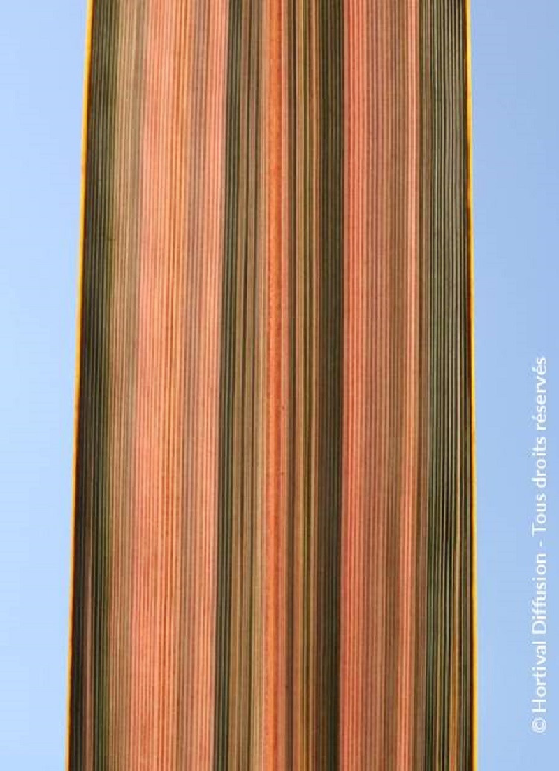 lin-de-nouvelle-zelande-pink-panther-phormium-pink-panther.jpg