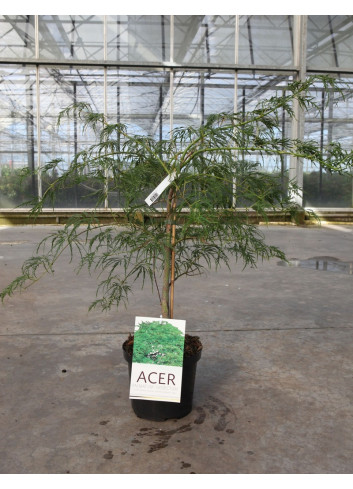 ACER palmatum DISSECTUM (Érable du Japon) En pot de 4-5 litres