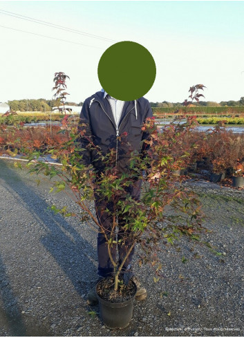 ACER palmatum DESHOJO (Érable du Japon) En pot de 10-12 litres forme buisson