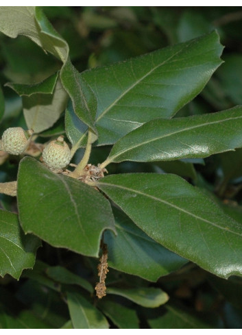 Topiaire (Plante taillée) - QUERCUS ilex (Chêne vert, Chêne faux-houx, Yeuse)