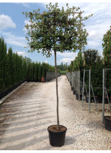 Topiaire (Plante taillée) - QUERCUS ilex (Chêne vert, Chêne faux-houx, Yeuse)