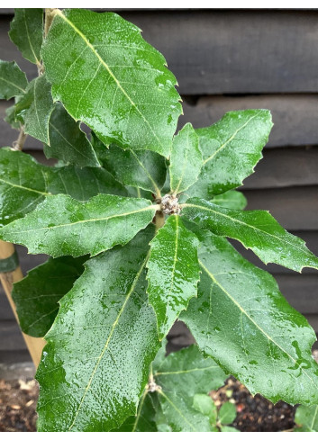 Topiaire (Plante taillée) - QUERCUS ilex (Chêne vert, Chêne faux-houx, Yeuse)
