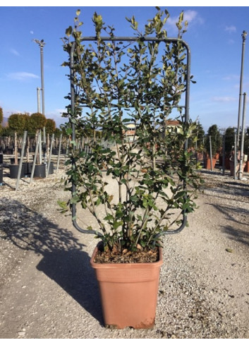 Topiaire (Plante taillée) - QUERCUS ilex (Chêne vert, Chêne faux-houx, Yeuse)