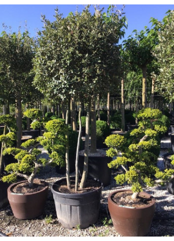 Topiaire (Plante taillée) - QUERCUS ilex (Chêne vert, Chêne faux-houx, Yeuse)