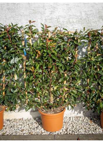Topiaire (Plante taillée) - PHOTINIA fraseri RED ROBIN (Photinia Red Robin) En pot forme espalier