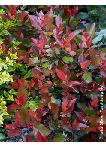 Topiaire (Plante taillée) - PHOTINIA fraseri LITTLE RED ROBIN (Photinia nain Little Red Robin)