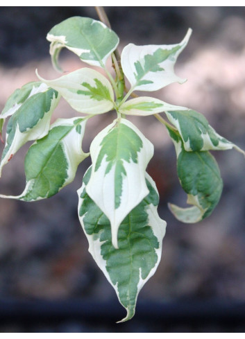 CORNUS alternifolia ARGENTEA (Cornouiller à feuilles alternes)