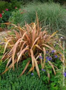 lin-de-nouvelle-zelande-pink-panther-phormium-pink-panther-1.jpg
