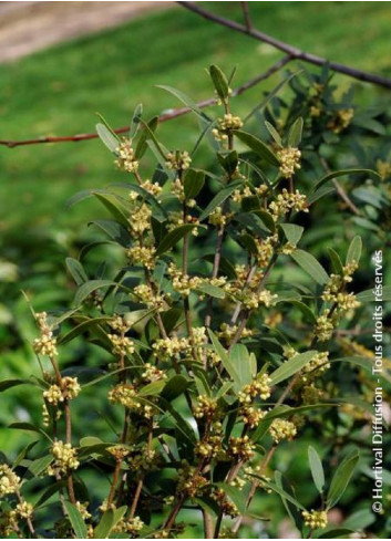 PHILLYREA angustifolia (Filaire à feuilles étroites)