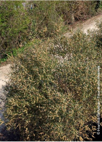 PHILLYREA angustifolia (Filaire à feuilles étroites)