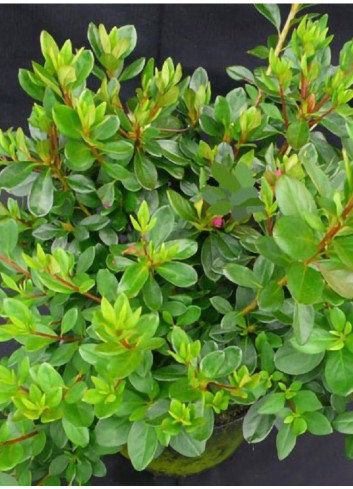 Topiaire (Plante taillée) - AZALEA japonica ROSE (Azalée japonaise)