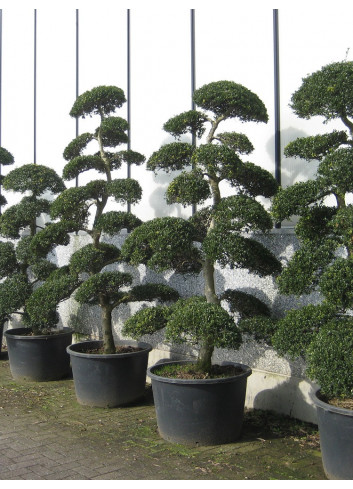 Topiaire (Plante taillée) - ILEX crenata KINME (Houx crénelé ou houx japonais) En pot forme bonsaï