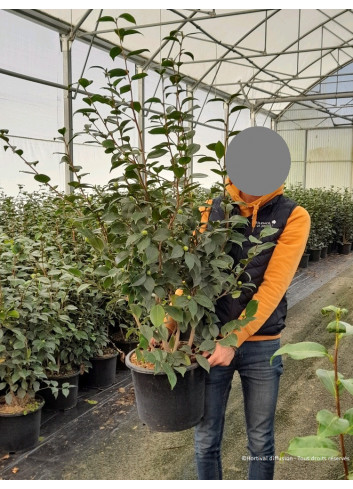 CAMELLIA japonica ROUGE (Camélia du Japon) En pot de 15-20 litres forme buisson