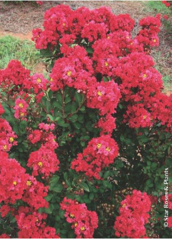 LAGERSTROEMIA ENDURING® RED (Lilas des Indes)