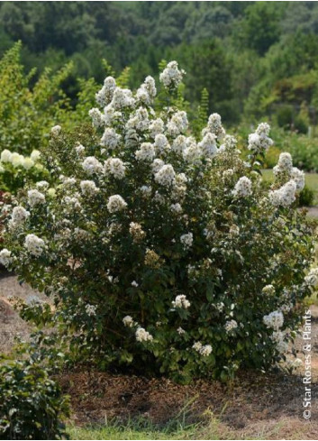 LAGERSTROEMIA ENDURING® WHITE (Lilas des Indes)