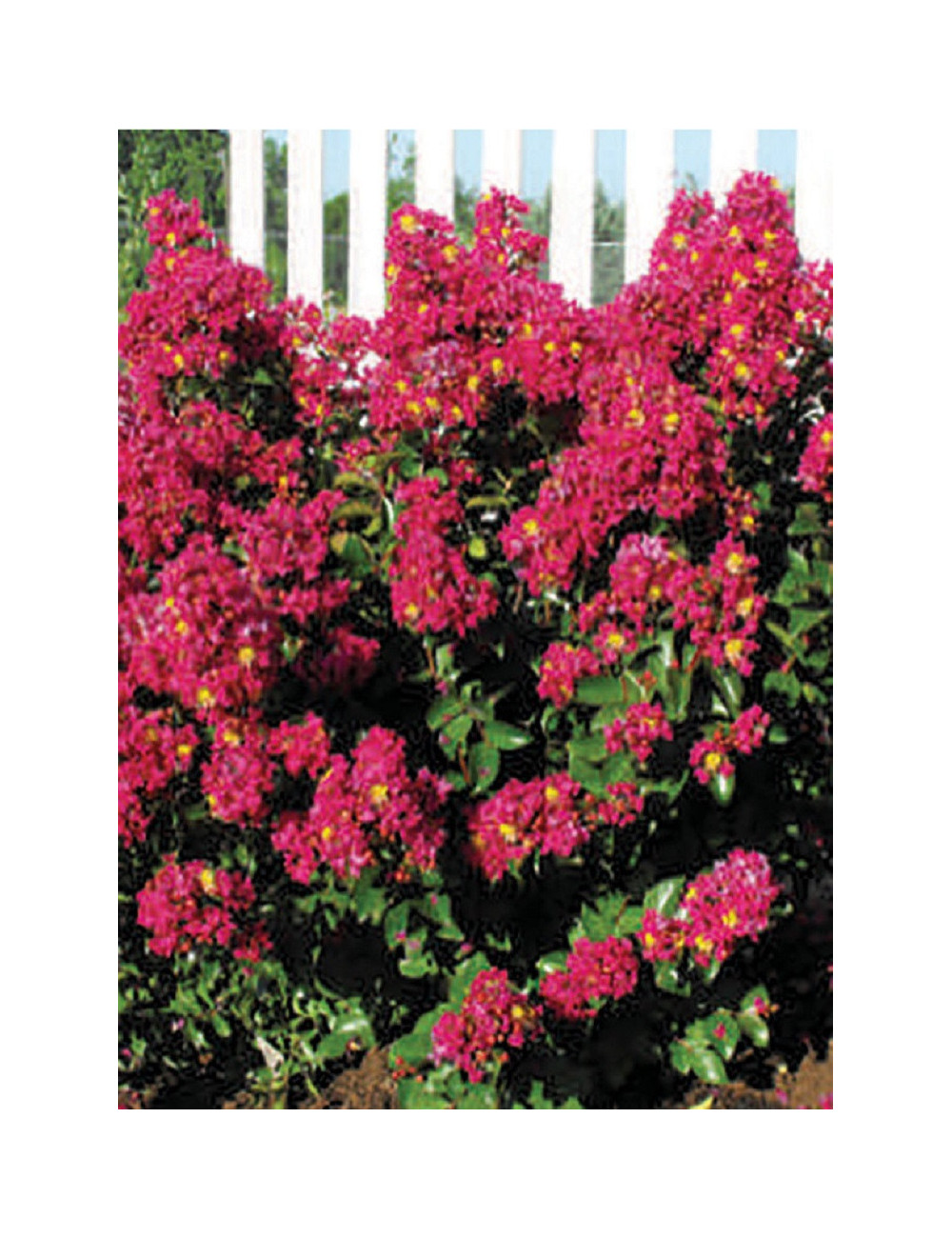 LAGERSTROEMIA BERRY DAZZLE® (Lilas des Indes)