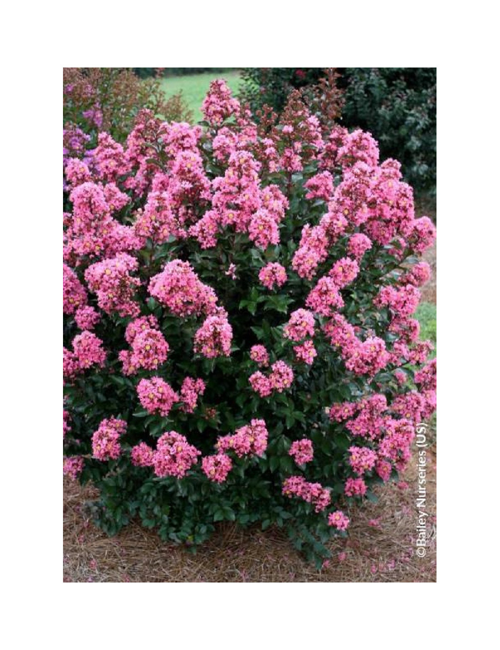 LAGERSTROEMIA CORAL MAGIC® (Lilas des Indes)
