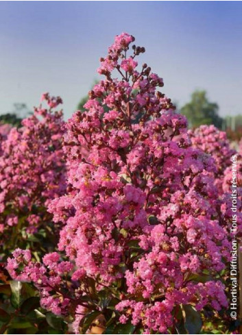 LAGERSTROEMIA RHAPSODY IN PINK (Lilas des Indes)