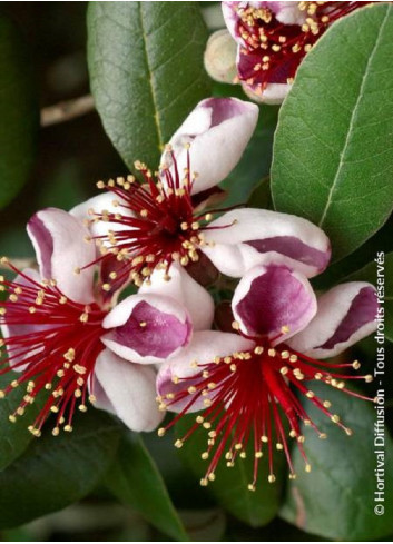 Topiaire (Plante taillée) - FEIJOA (ACCA) sellowiana (Goyavier du Brésil)
