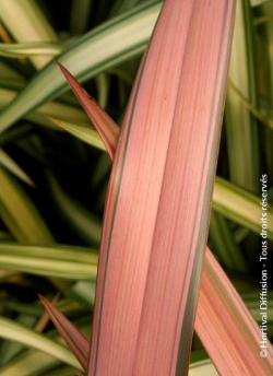 lin-de-nouvelle-zelande-pink-panther-phormium-pink-panther-2.jpg