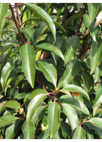 Topiaire (Plante taillée) - PRUNUS lusitanica (Laurier du Portugal)