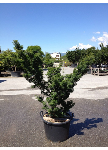 ACER palmatum SHISHIGASHIRA (Érable du Japon) En pot de 90-110 litres