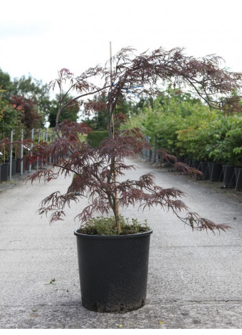 ACER palmatum DISSECTUM GARNET (Érable du Japon) En pot de 10-12 litres forme buisson