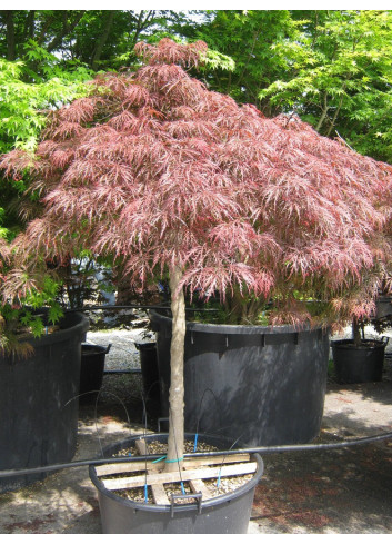 ACER palmatum DISSECTUM GARNET (Érable du Japon) En pot forme tige hauteur du tronc 090-110 cm