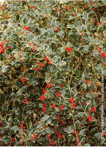 Topiaire (Plante taillée) - ILEX aquifolium ARGENTEA MARGINATA (Houx commun panaché)