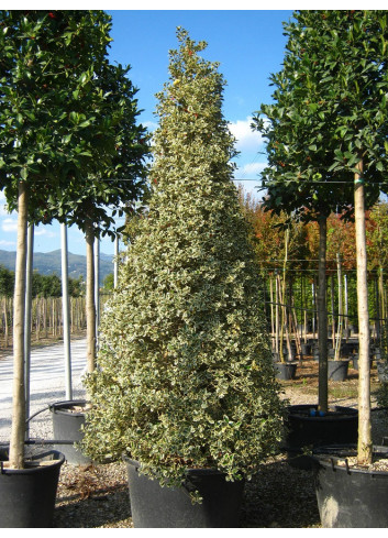 Topiaire (Plante taillée) - ILEX aquifolium ARGENTEA MARGINATA