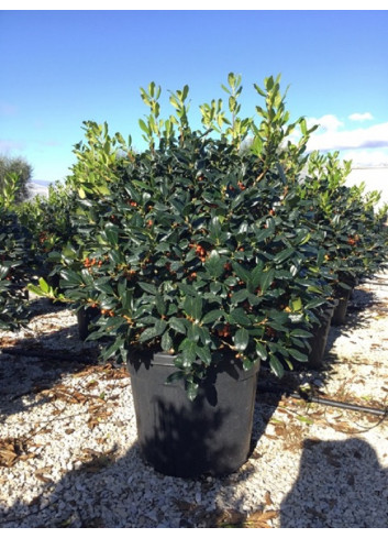 Topiaire (Plante taillée) - ILEX NELLIE R. STEVENS (Houx)