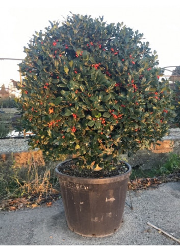 Topiaire (Plante taillée) - ILEX NELLIE R. STEVENS (Houx)