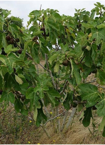 FIGUIER ROUGE DE JUILLET® (Ficus carica)