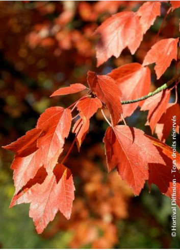 ACER freemanii ARMSTRONG (Érable rouge)