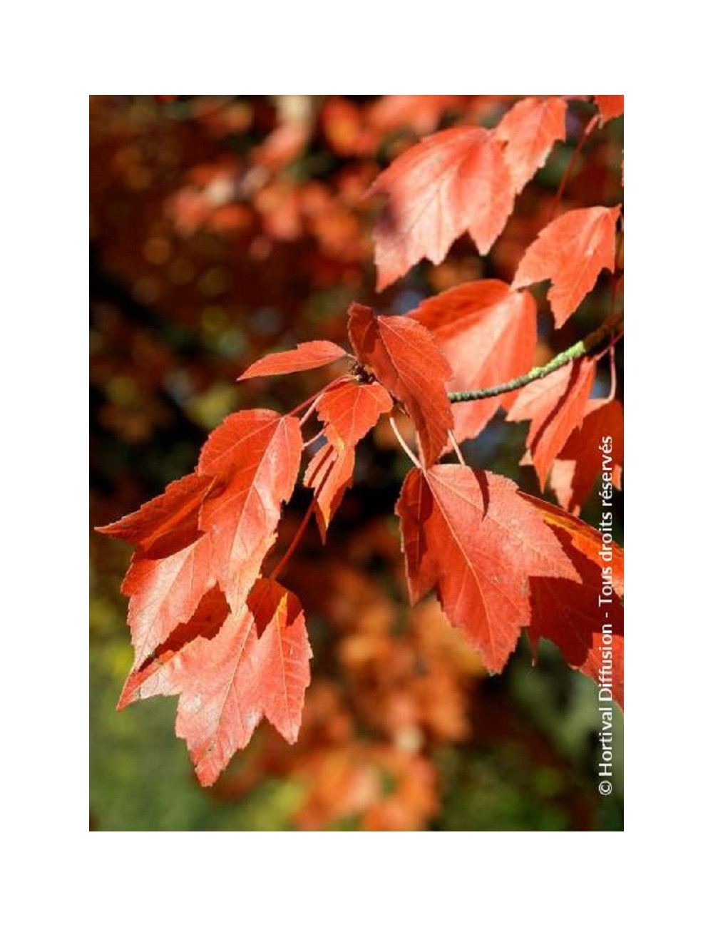 ACER freemanii ARMSTRONG (Érable rouge)