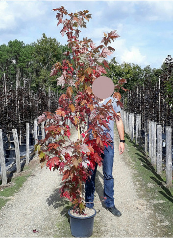 ACER freemanii ARMSTRONG (Érable rouge) En pot de 15-20 litres forme baliveau hauteur 150-200 cm