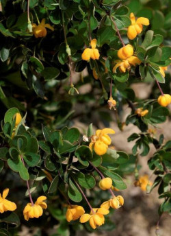 BERBERIS buxifolia NANA