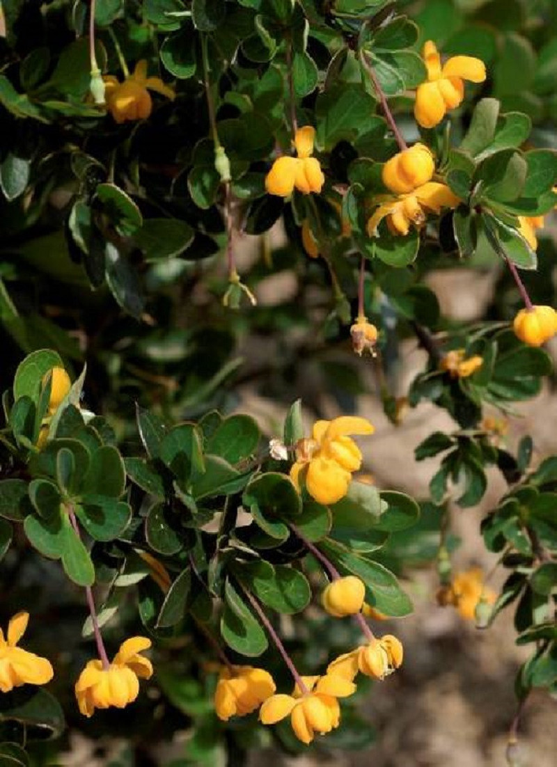 BERBERIS buxifolia NANA
